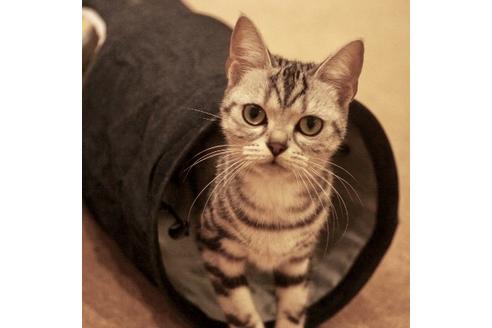 販売中のアメリカンショートヘアの親猫